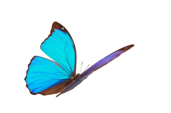 Blå tropiska fjäril. — Stock fotografie