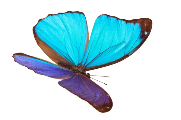 Blue tropical butterfly. — Stock Photo, Image