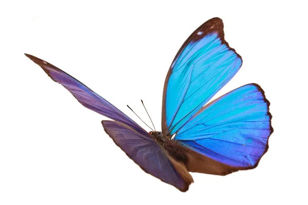Blue tropical butterfly. — Stock Photo, Image