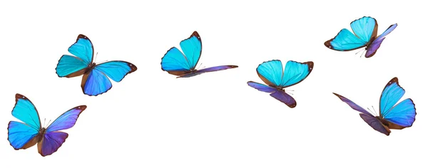 Blue flying butterflies. — Stock Photo, Image