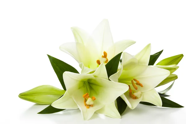 White lilies. — Stock Photo, Image