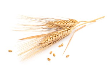 Ears of wheat. clipart