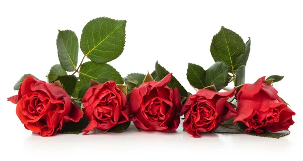 Red roses. — Stock Photo, Image