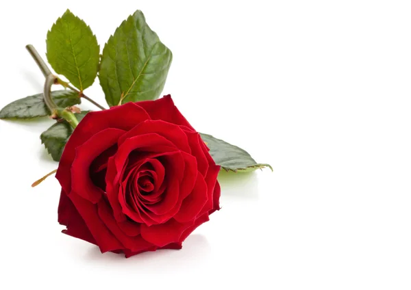 Red rose. — Stock Photo, Image