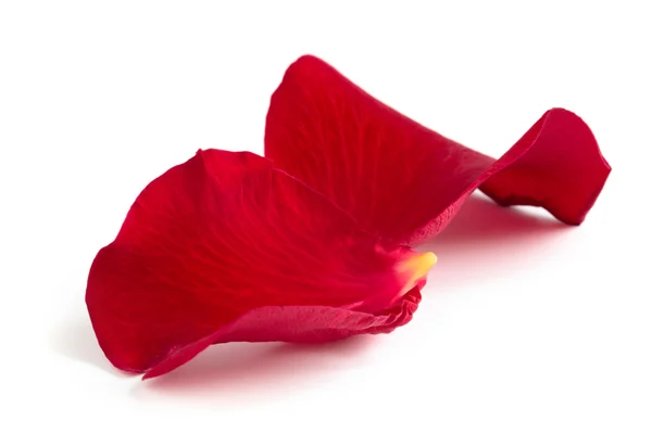 Rose petals. — Stock Photo, Image