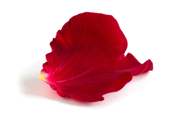 Rose petal. — Stock Photo, Image