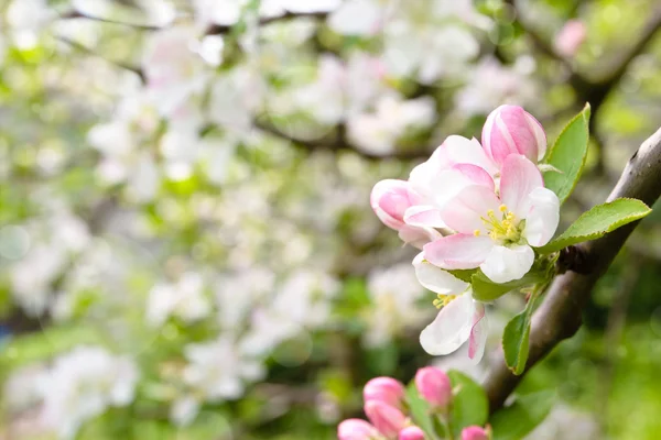 Flor de manzana . —  Fotos de Stock