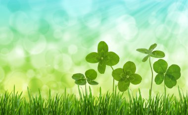 Close-up shot of four-leaf clovers in a field. clipart