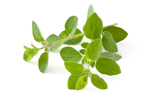 Frischer Oregano. — Stockfoto