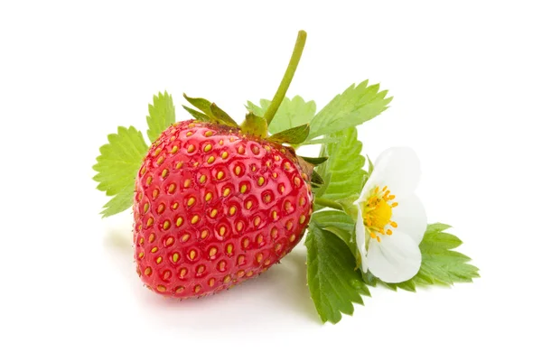 Frische Erdbeere. — Stockfoto