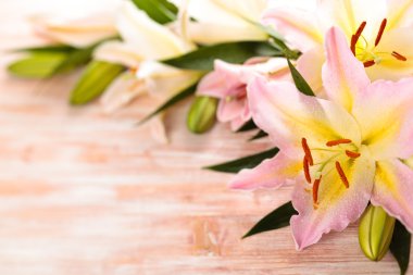 pembe lilyum.