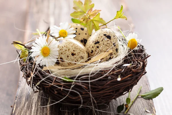 Bird- nest. — Stock Photo, Image