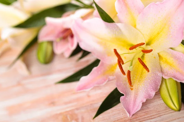 Pink lilies. — Stock Photo, Image