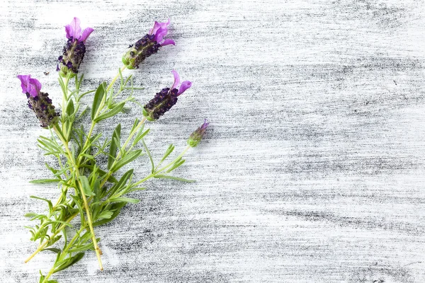 Profumo di lavanda . — Foto Stock