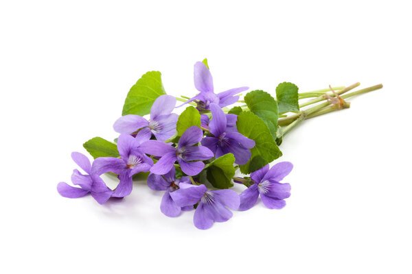 Wild spring flowers.