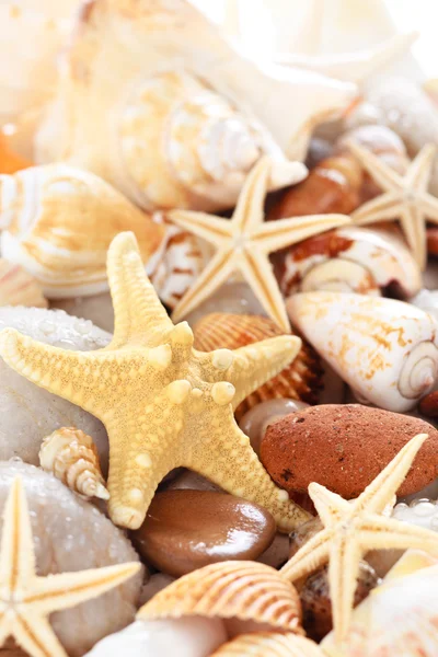 Fondo de conchas marinas . — Foto de Stock