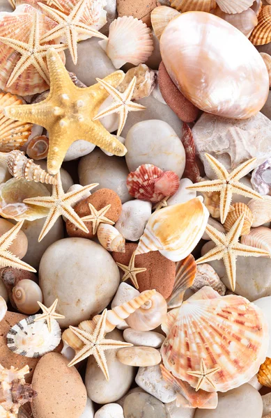 Fondo de conchas marinas . —  Fotos de Stock