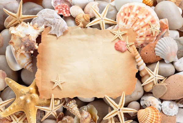 Fondo de conchas marinas . — Foto de Stock