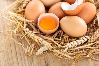 tavuk yumurta yuvada.