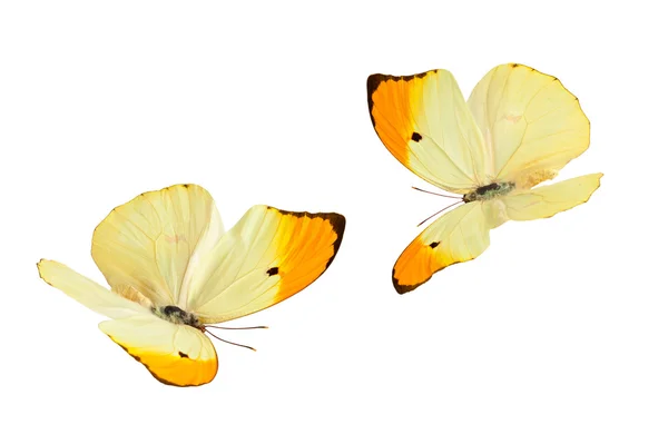 Butterflies (Anteos Menippe). — Stock Photo, Image