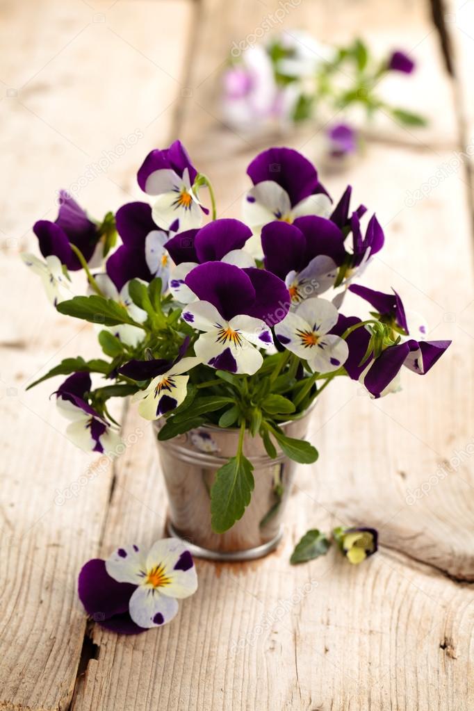 Purple pansies.