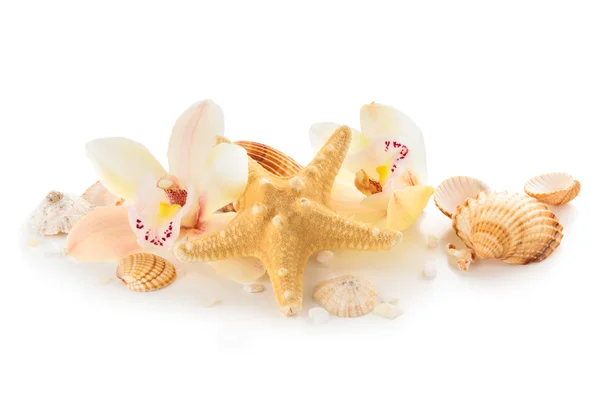 Conchiglie e orchidee . — Foto Stock