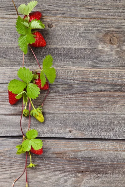 Rand van verse aardbeien. — Stockfoto