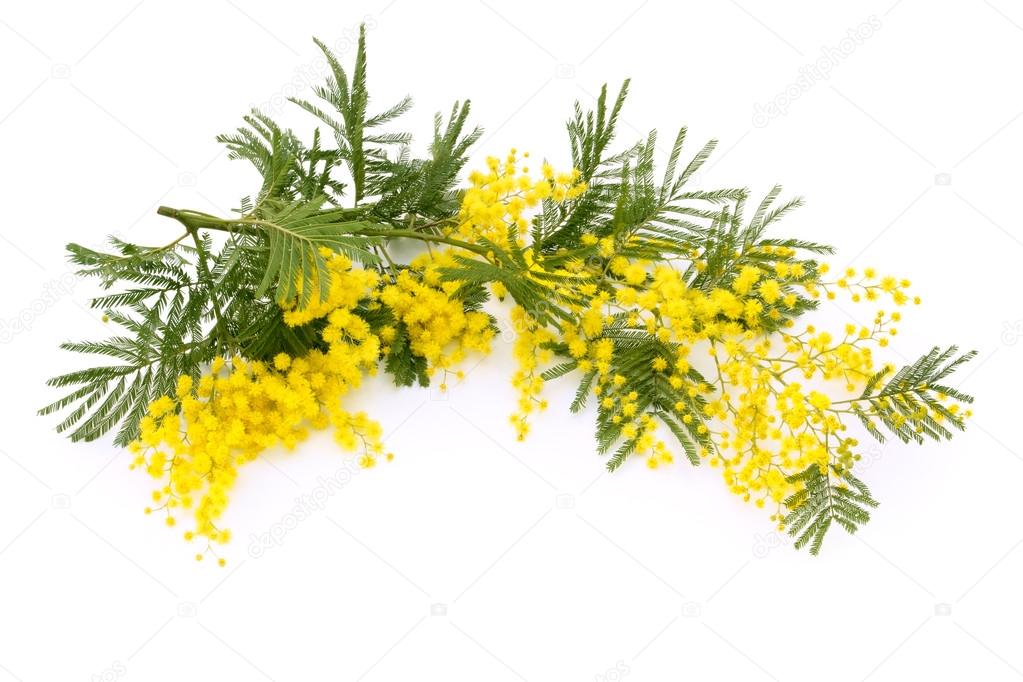 Branch of mimosa.