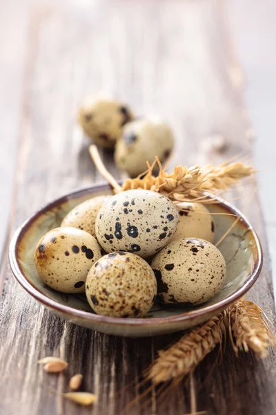 Quail eggs in a plate. — Stock Photo, Image