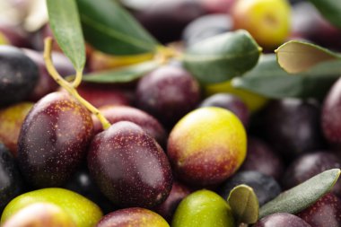 Taze zeytin arka plan.