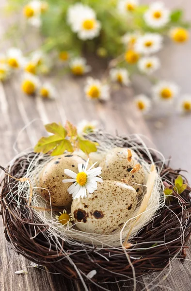 Ninho de pássaros e flores . — Fotografia de Stock