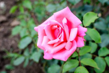 Güneşli bir yaz gününde, bahçedeki yeşil yapraklar ve çiçek arkaplanındaki narin pembe güllerden birini kapat. Yumuşak bir odak noktasıyla çekilmiş güzel bir çiçek arkaplanı.