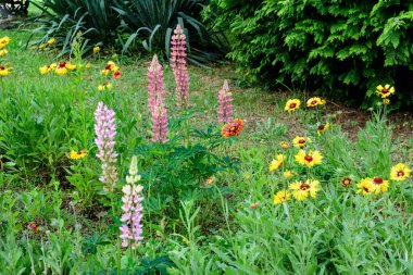Lupinus 'un pembe çiçeklerine yakın, lupin ya da lupin olarak bilinir, tam çiçeklenme ve yeşil çimlerde güneşli bir bahar bahçesinde, güzel açık hava çiçekli arka planda yumuşak odak ile fotoğraflanmış.