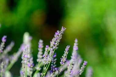 İngiltere, İskoçya 'da güneşli bir yaz gününde birçok küçük mavi lavanta çiçeği seçici bir odak noktası, güzel bir açık hava çiçek arka planıyla
