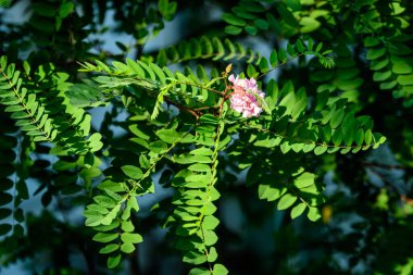 Robinia 'nın pembe çiçekleri. Bilinen adıyla kara çekirge. Yaz bahçesinde yeşil yapraklar.