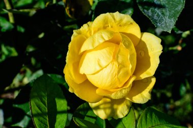 Bir yaz bahçesinde çiçek açmış, büyük ve narin bir sarı gülü yakın çekim, doğrudan güneş ışığı, arka planda bulanık yeşil yapraklar