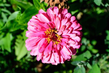 Bulanık yeşil arka planda çiçek açmış güzel bir pembe zinnia çiçeğine yakın çekim, güneşli bir yaz gününde bir bahçede yumuşak bir odak ile fotoğraflanmış.