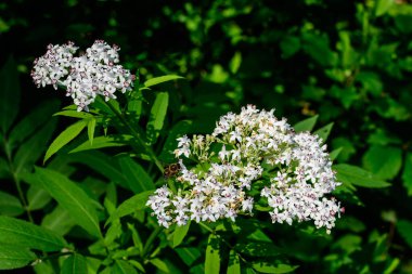 Sambucus ebulus bitkisinin pek çok küçük beyaz çiçeği, danewort, daneblood, cüce yaşlı, walewort, elderberry, elderwort veya kan tepeciği olarak bilinir, güneşli bir yaz gününde bir ormanda