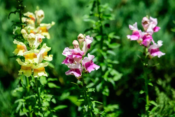 Vivid Pink Yellow Orange Dragon Flowers Snapdragons Antirrhinum Sunny Spring — Stock Photo, Image