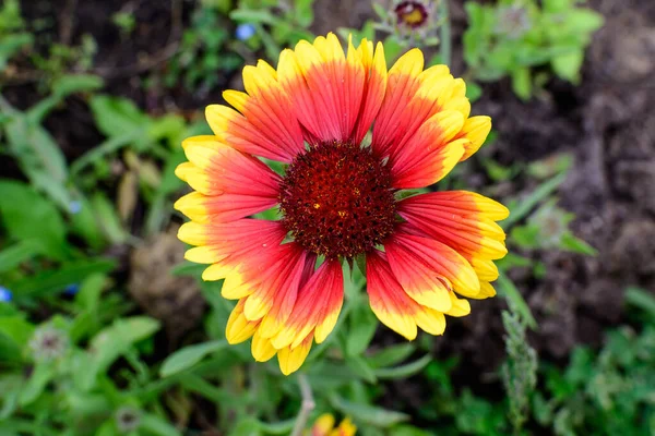 Draufsicht Auf Eine Lebendige Gelbe Und Rote Gaillardia Blume Gebräuchlicher — Stockfoto