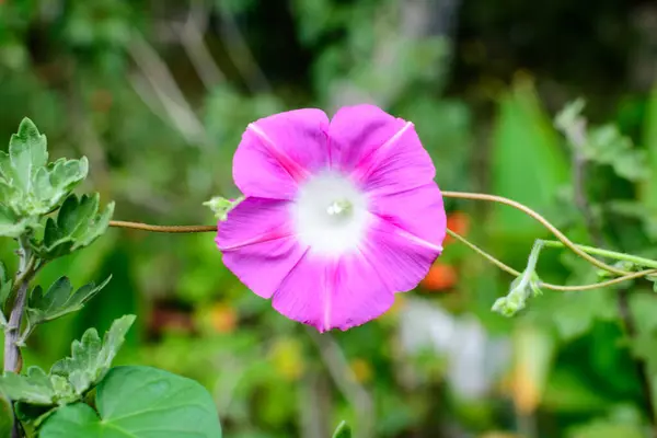 Eine Zarte Leuchtend Rosa Blume Des Morgenruhms Pflanze Einem Garten — Stockfoto