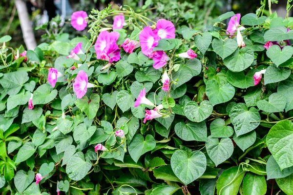 Many Delicate Vivid Pink Flowers Morning Glory Plant Garden Sunny — Stock Photo, Image