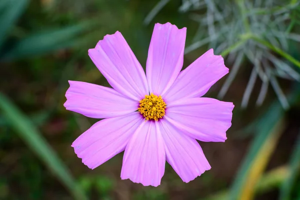 Een Delicate Levendige Roze Bloem Van Cosmos Plant Een Britse — Stockfoto