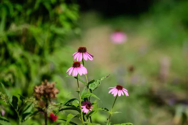 Zarte Rosa Echinacea Blüten Sanften Fokus Einem Bio Kräutergarten Einem — Stockfoto