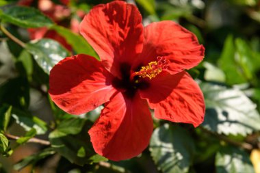 Yeşil yapraklarla çevrili egzotik bir bahçede, Isola Bella 'da güneşli bir yaz gününde Kuzey İtalya' da Maggiore Gölü 'nde, açık hava çiçekleri eşliğinde büyük ve canlı bir kırmızı amber çiçeği.