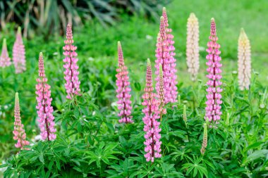 Lupinus 'un pembe çiçeklerine yakın, lupin ya da lupin olarak bilinir, tam çiçeklenme ve yeşil çimlerde güneşli bir bahar bahçesinde, güzel açık hava çiçekli arka planda yumuşak odak ile fotoğraflanmış.