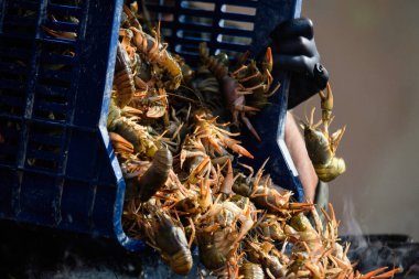 Çiğ Avrupa kerevitleri Astacus astacus (asil ya da geniş parmaklı kerevit, Avrupa 'nın en yaygın kerevit türü) bir sokak yemeği festivalinde yemek pişirmek için kaynar suya atılmış.