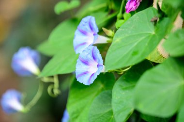 Bir çok narin açık mavi sabah çiçeği güneşli bir yaz bahçesinde bir bahçede, açık hava çiçekli arka planda yumuşak bir odak ile fotoğraflanmış.