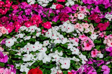 Meşgul Lizzie, balsam, sultana ya da sabırsız olarak bilinen pembe, kırmızı ve beyaz Impatiens Walleriana çiçekleriyle dolu büyük bir saksı.