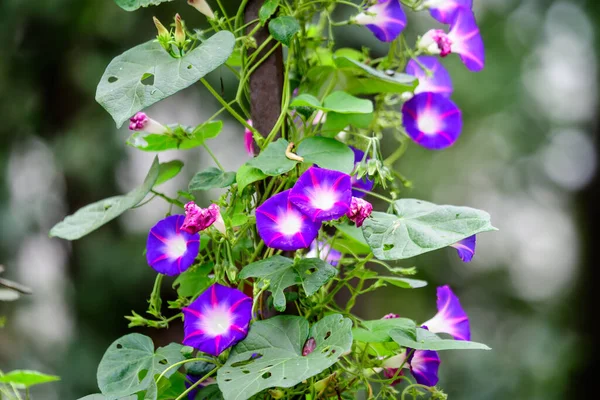 Muchas Delicadas Flores Vívidas Azules Púrpuras Planta Gloria Mañana Jardín — Foto de Stock